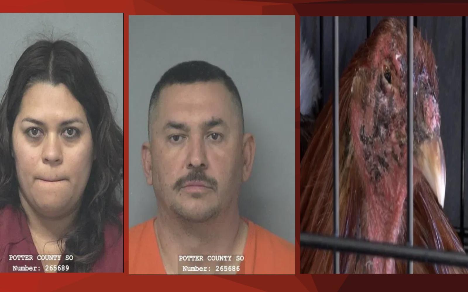 Cock Fighting Ring Taken Down