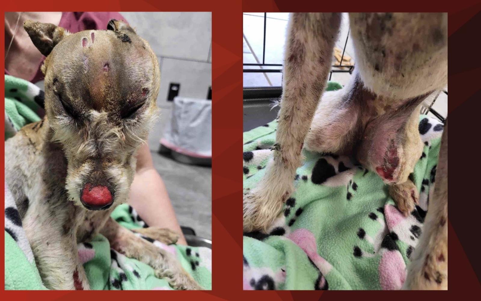 Photos Showing Phoenix's Burns