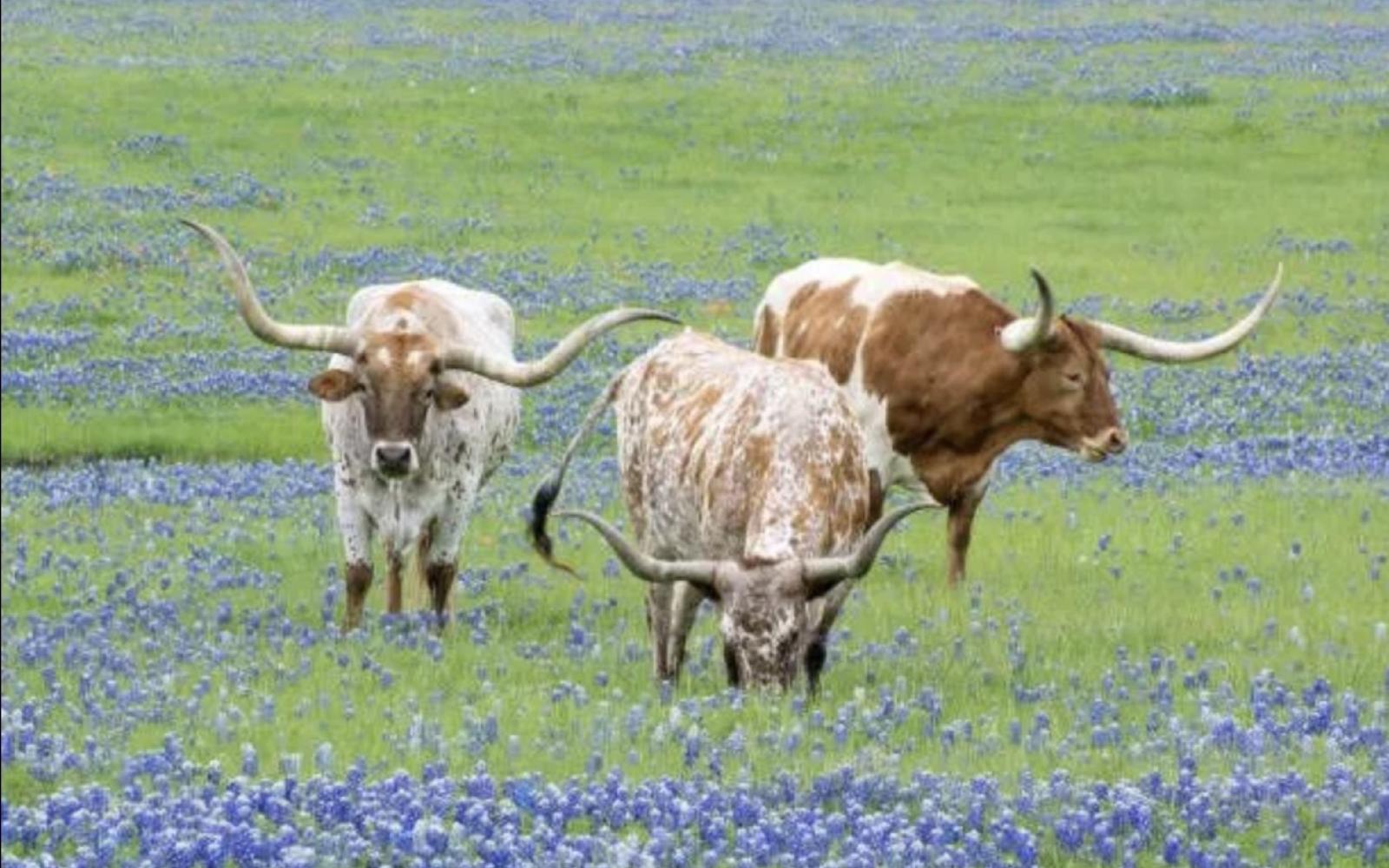 Texas Wildlife Spotting