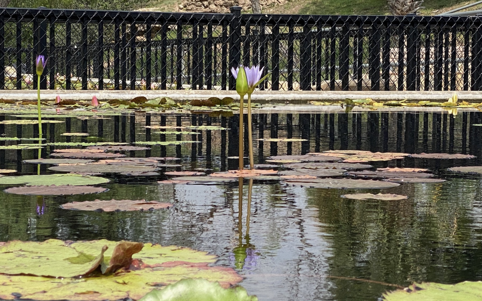 Summertime Search for Silver Picture 5