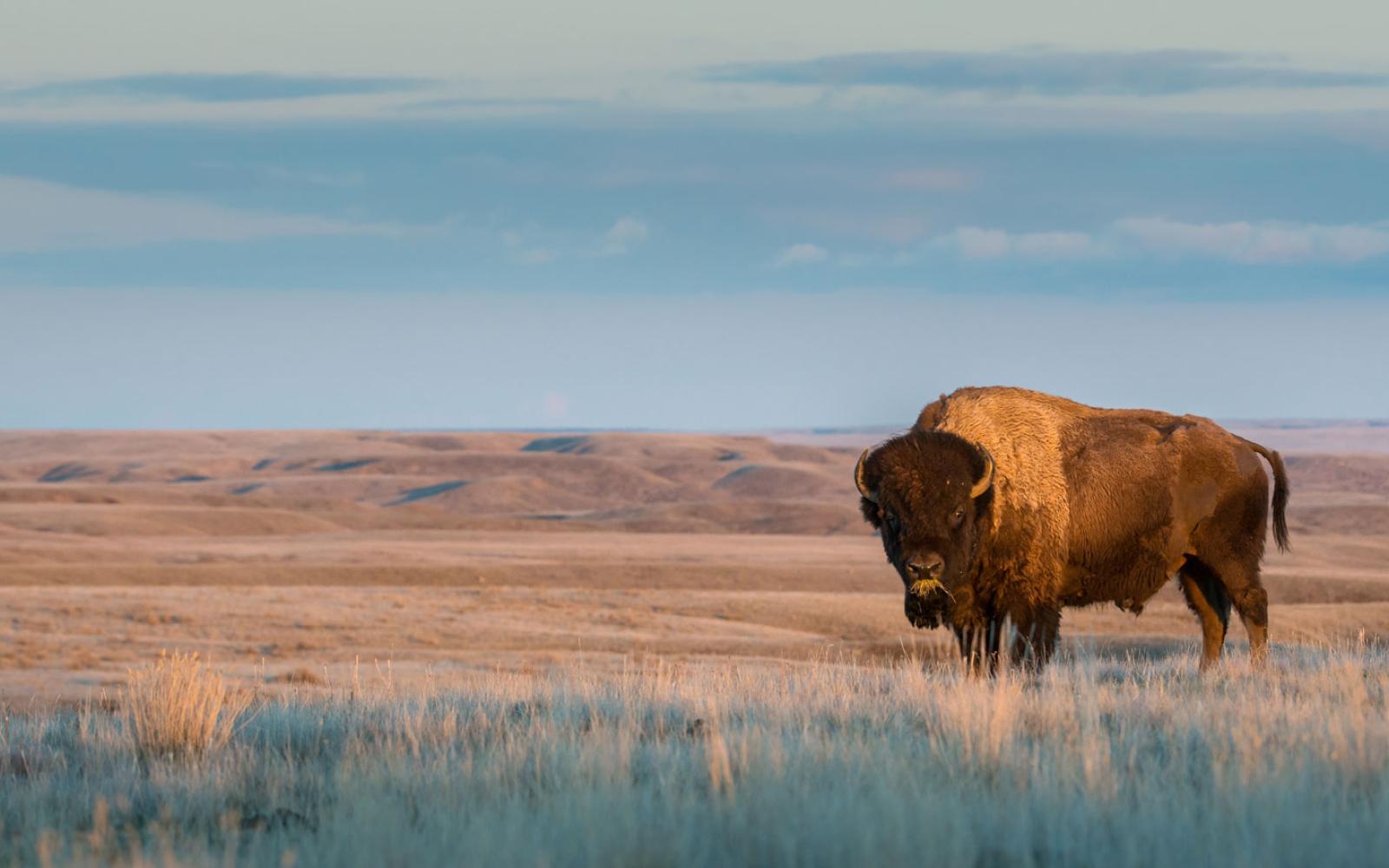 The animals I’ve always referred to as buffalo, the creatures that used to migrate up and down the great plains region of the US, are actually American bison, which are not exactly buffalo.