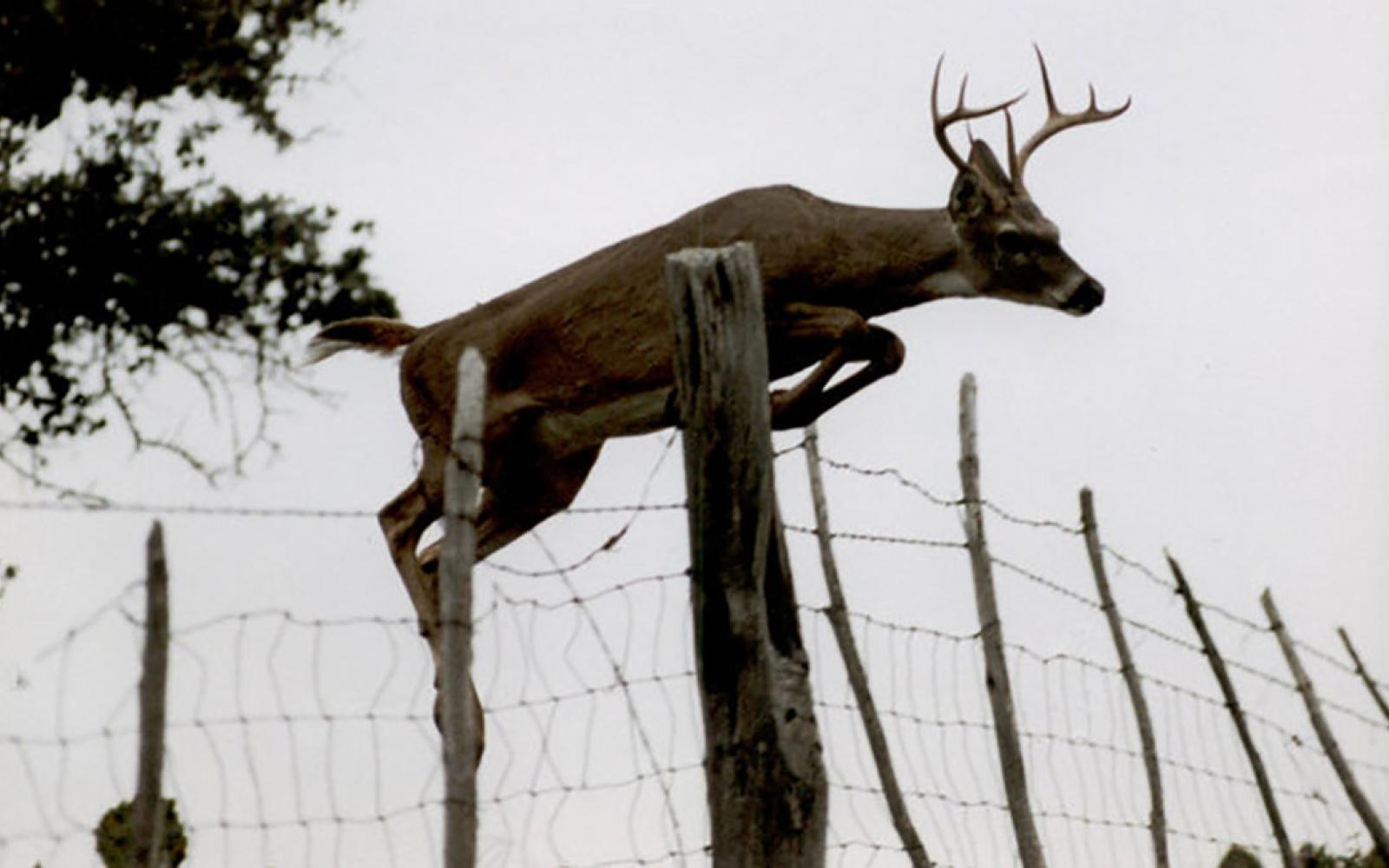 White tailed deer jumping fence.  (LIVE! Photo Archive)