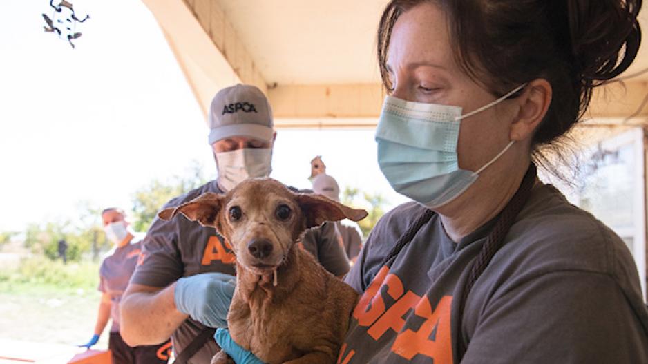 ASPCA San Angelo ASPCA San Angelo
