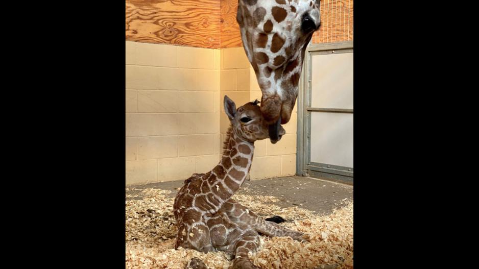 New Baby Giraffe Arrives At Abilene Zoo (Contributed / Abilene Zoo) New Baby Giraffe Arrives At Abilene Zoo (Contributed / Abilene Zoo)