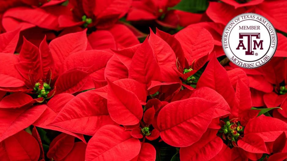 Poinsettias for Aggie Moms in 2020 Poinsettias for Aggie Moms in 2020
