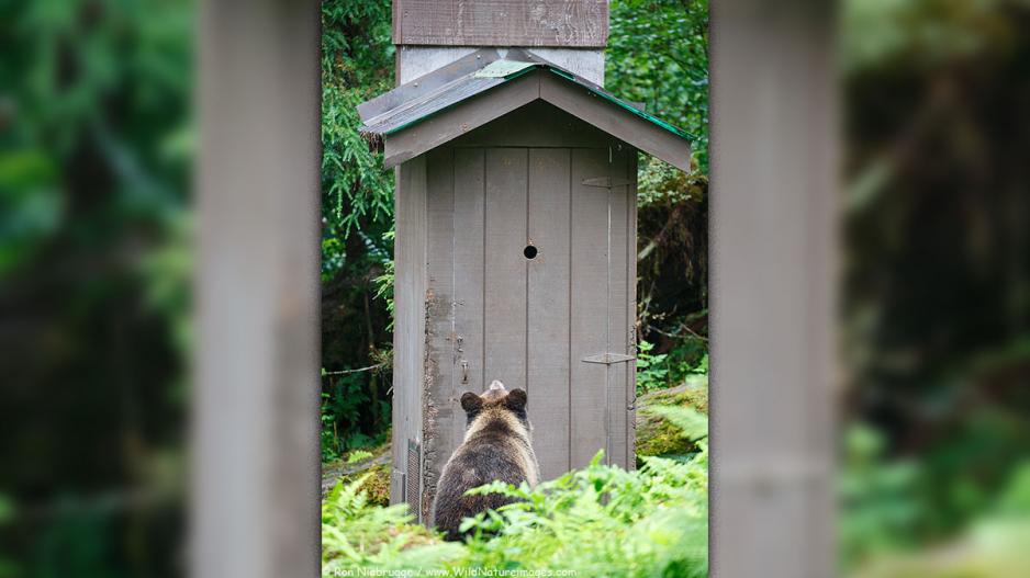 A bear awaiting his turn at an outhouse A bear awaiting his turn at an outhouse