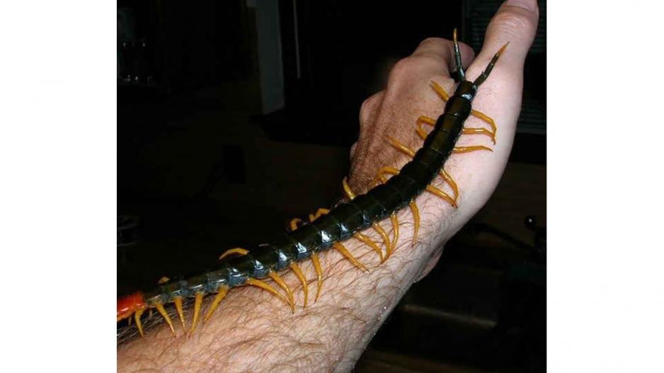 Centipede Centipede