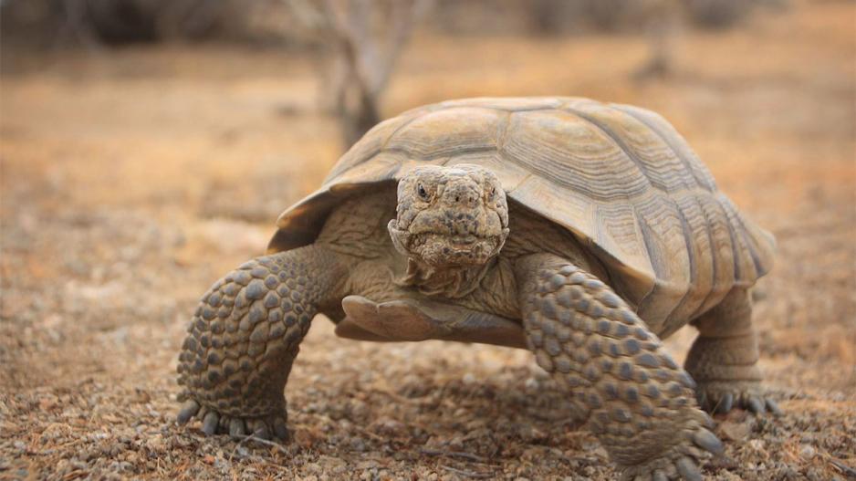 The Desert Tortoise The Desert Tortoise