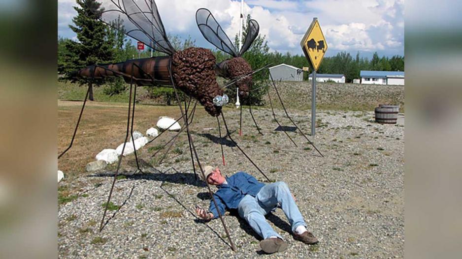 Mosquitoes Mosquitoes