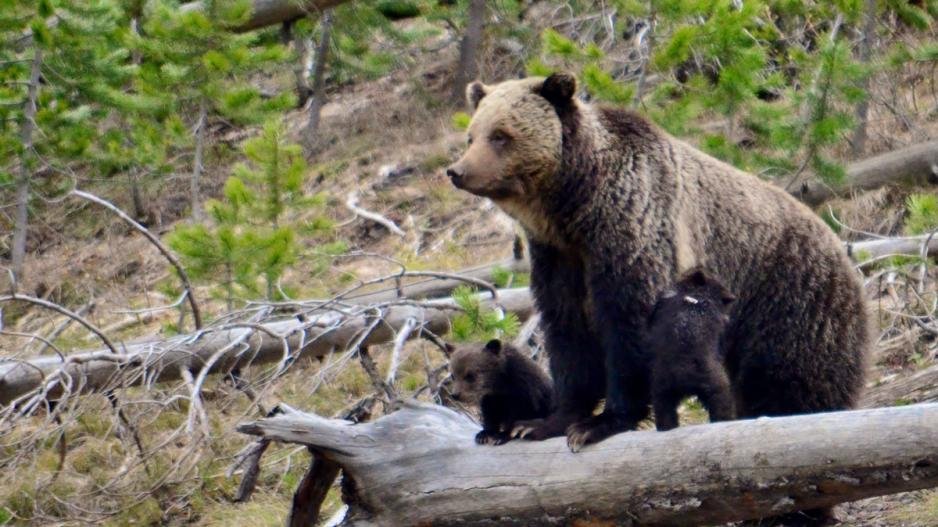 Grizzly bears Grizzly bears