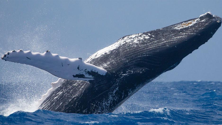Humpback whale Humpback whale