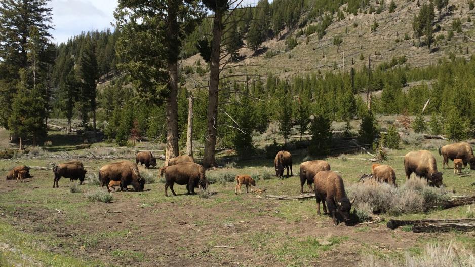Yellowstone National Park bison Yellowstone National Park bison