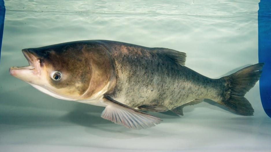Dangerous Invasive Carp Creeping into Texas Waters