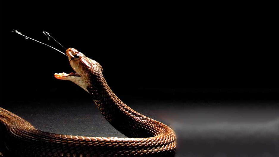 A spitting cobra A spitting cobra
