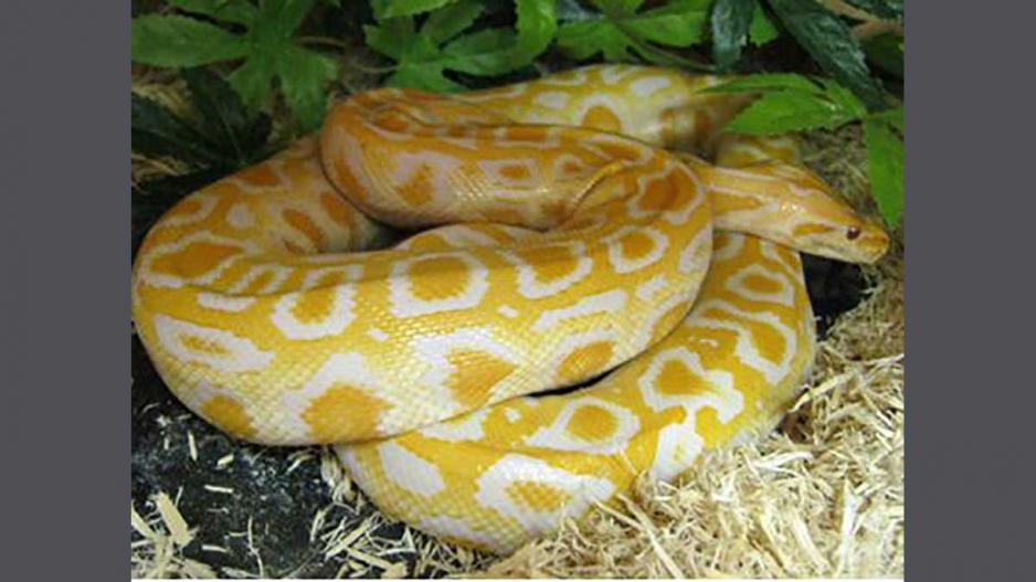 Yellow Burmese Python Yellow Burmese Python
