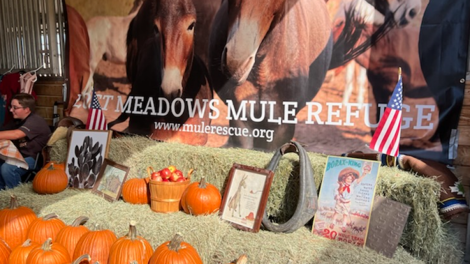 Lost Meadows Mule Refuge Celebrates National Mule Day at Fort Concho