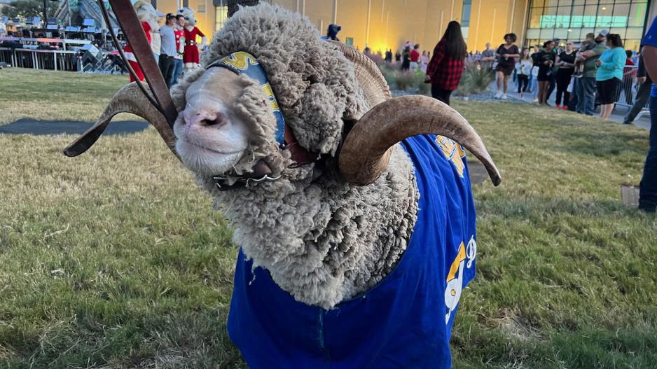 Angelo State University's official mascot is a real Rambouillet ram named Dominic. Angelo State University's official mascot is a real Rambouillet ram named Dominic.