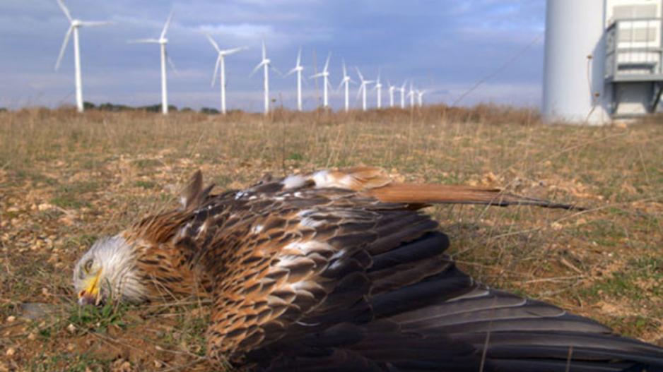 In 2021 there was a grant to the University of Minnesota to teach eagles not to fly into wind turbines. In 2021 there was a grant to the University of Minnesota to teach eagles not to fly into wind turbines.