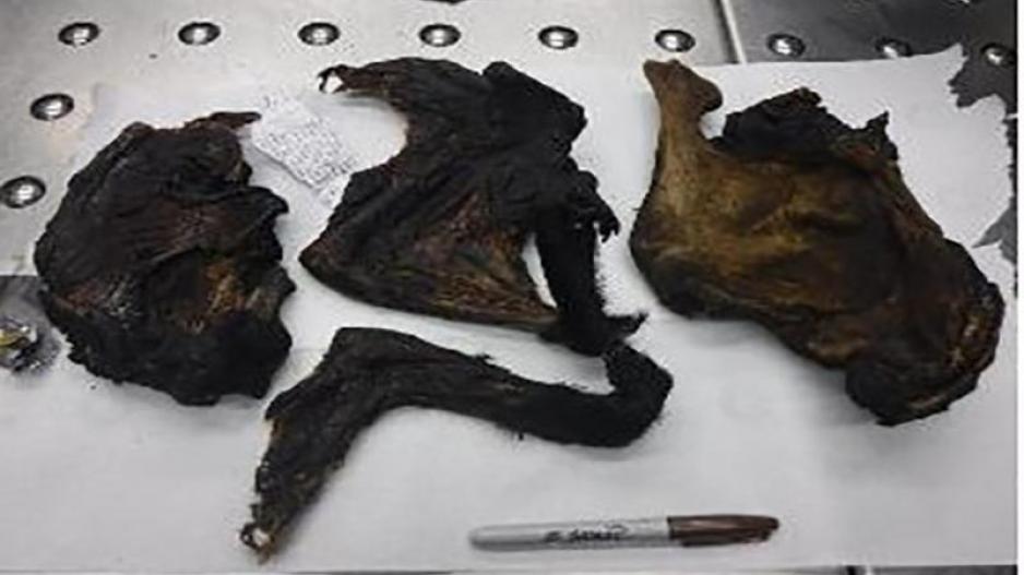 CBP Confiscates Bushmeat (Contributed/CBP) CBP Confiscates Bushmeat (Contributed/CBP)