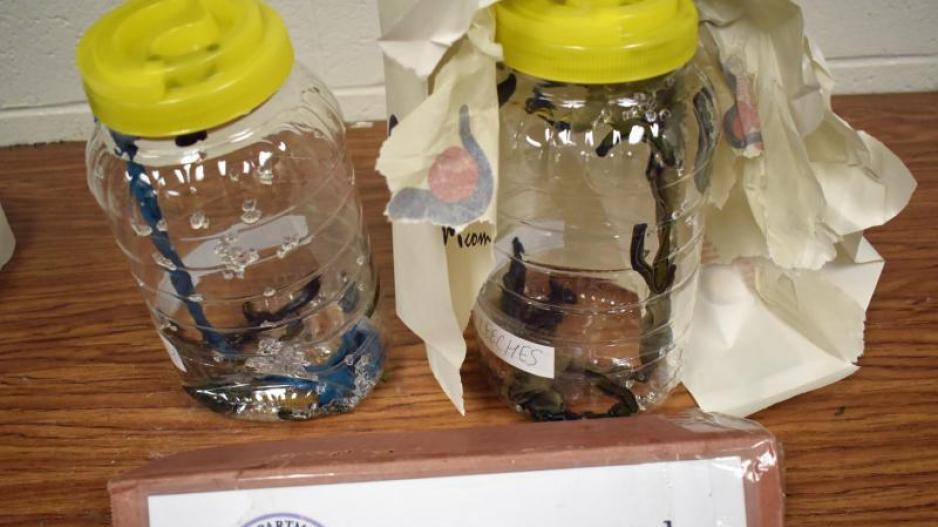 Glass Jars of Illegal Leeches (Contributed/CBP) Glass Jars of Illegal Leeches (Contributed/CBP)