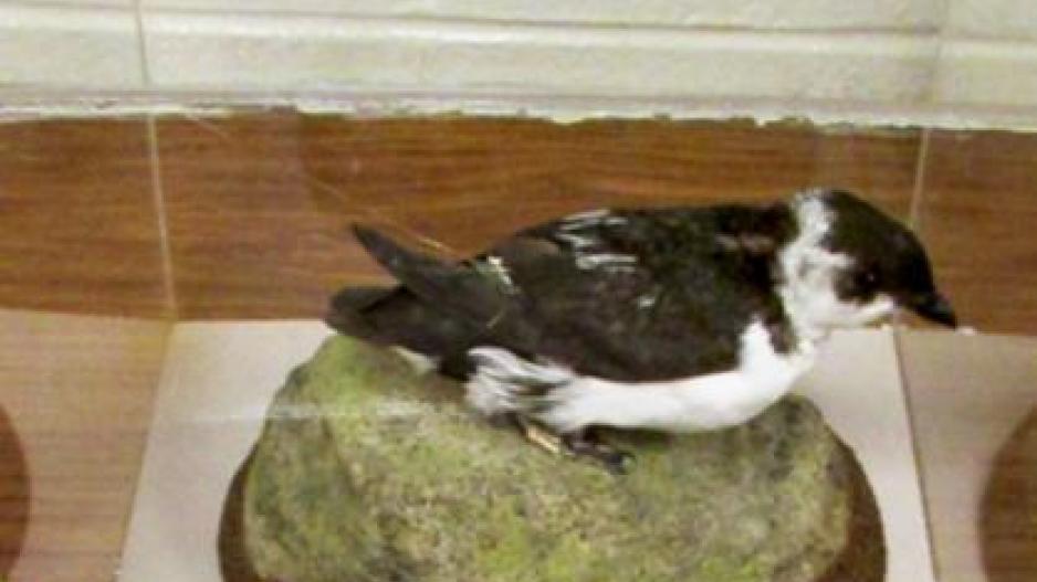Little Auk Taxidermied Bird (Contributed/CBP) Little Auk Taxidermied Bird (Contributed/CBP)