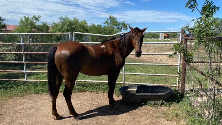 Stray Horse Found in east San Angelo (Contributed/COSA) Stray Horse Found in east San Angelo (Contributed/COSA)