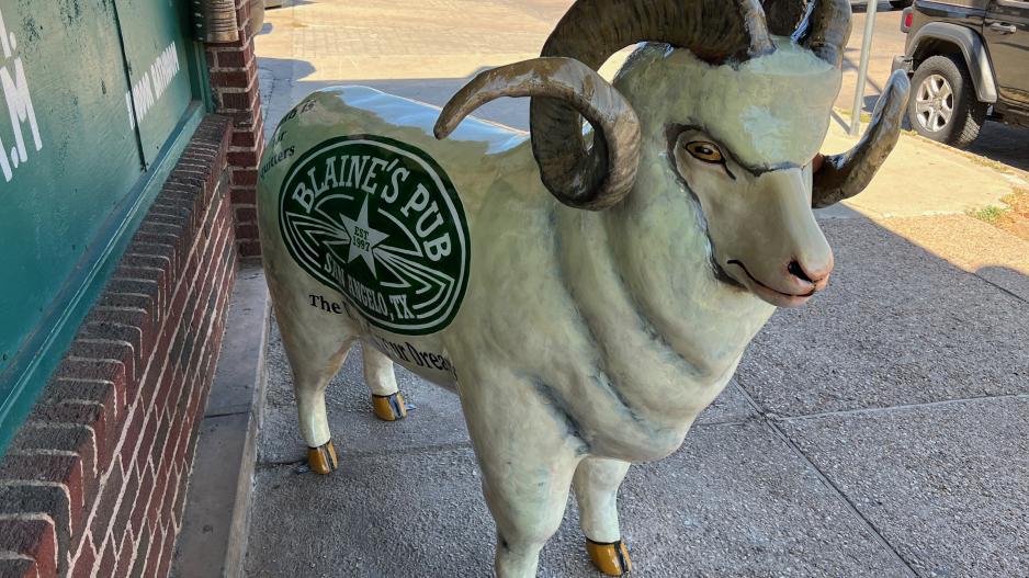 The ram bolted down in front of Blaine's Pub was unveiled on July 7, 2022 The ram bolted down in front of Blaine's Pub was unveiled on July 7, 2022