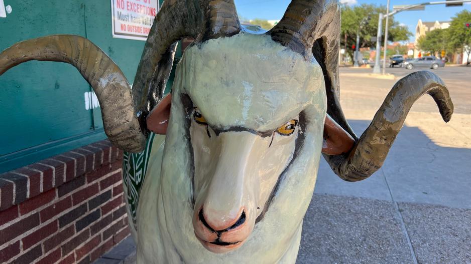 The ram bolted down in front of Blaine's Pub was unveiled on July 7, 2022 The ram bolted down in front of Blaine's Pub was unveiled on July 7, 2022
