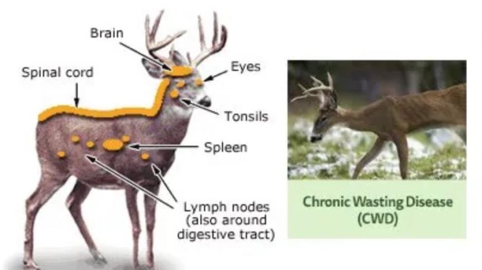 Deadly Chronic Wasting Disease Confirmed In Deer At East Texas Breeding   Chronicwastingdiseasedeer 