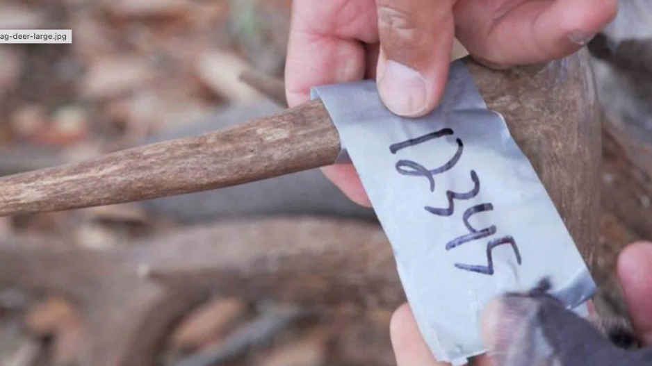 Texas Digital Deer Tags New for 2022-23 (Contributed/TPWD) Texas Digital Deer Tags New for 2022-23 (Contributed/TPWD)