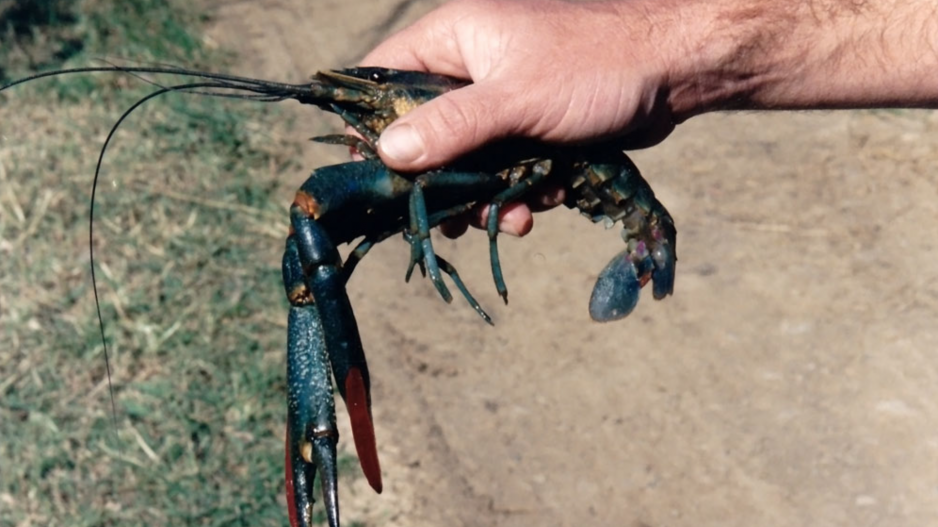 Invasive Australian Redclaw Crayfish (Contributed/crayfishtrader.com.au) Invasive Australian Redclaw Crayfish (Contributed/crayfishtrader.com.au)