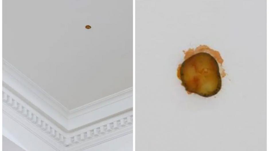 For over six Gs, and you get a how-to for staining your ceiling with a pickle. For over six Gs, and you get a how-to for staining your ceiling with a pickle.