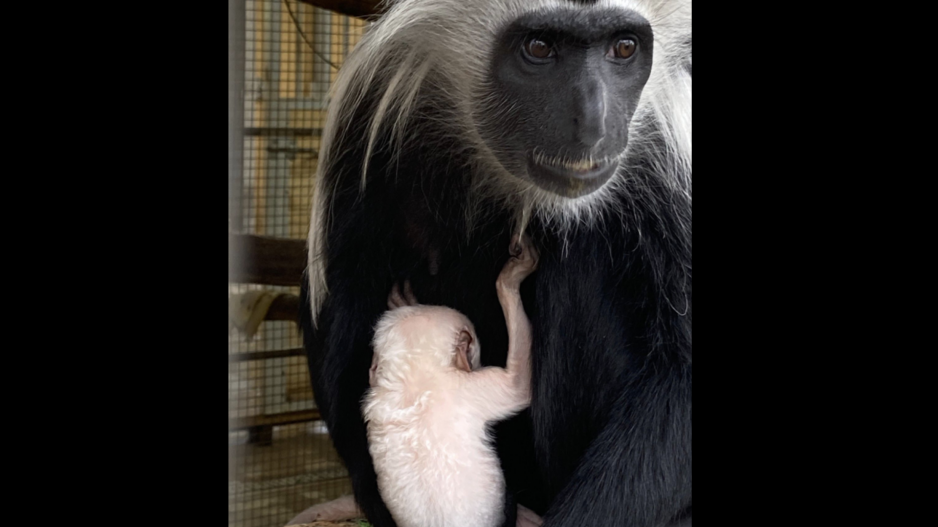 Angolan colobus monkeys at Abilene Zoo Angolan colobus monkeys at Abilene Zoo