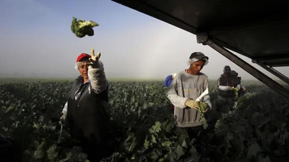 Illegal Immigrants Harvest Broccoli (Contributed/Janet Jarman NYTimes) Illegal Immigrants Harvest Broccoli (Contributed/Janet Jarman NYTimes)