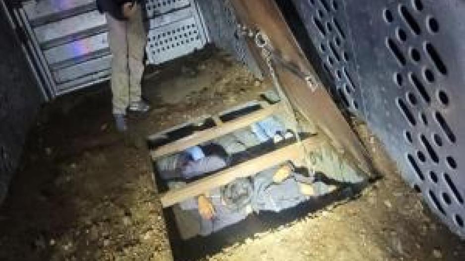 Illegal migrants Hidden Under Cattle Trailer Floor (Contributed/CBP) Illegal migrants Hidden Under Cattle Trailer Floor (Contributed/CBP)