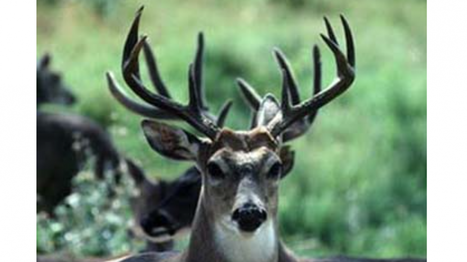 White-tailed Deer Buck (Contributed/TPWD) White-tailed Deer Buck (Contributed/TPWD)