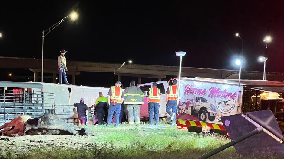 Mass Casualty Crash Kills Many Cows on November 3, 2022 Mass Casualty Crash Kills Many Cows on November 3, 2022