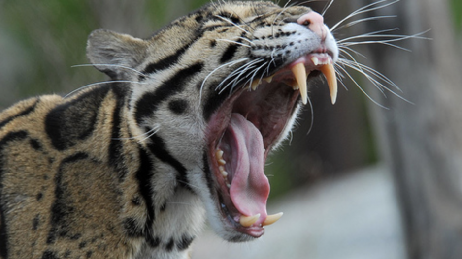 Clouded Leopard Clouded Leopard