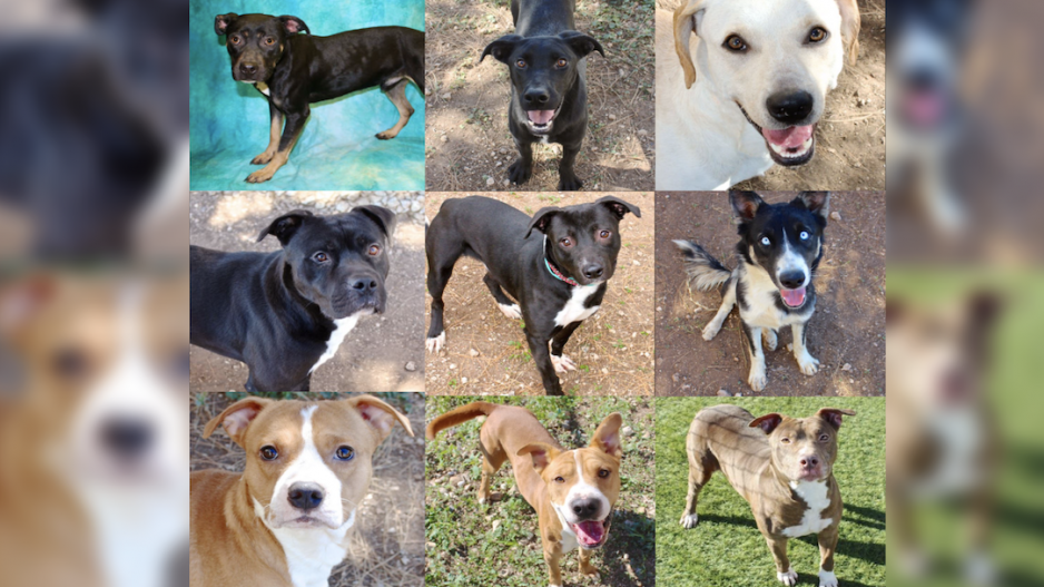 9 Dogs to be Euthanized in San Angelo 9 Dogs to be Euthanized in San Angelo