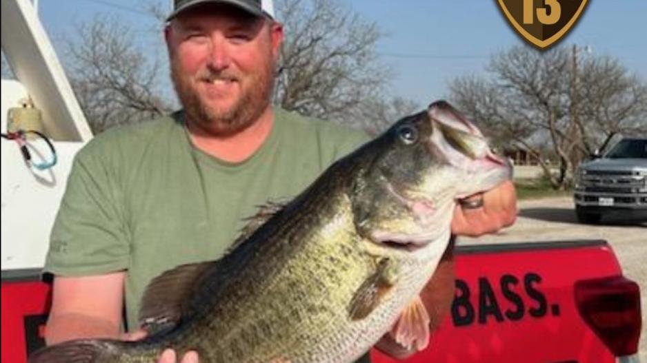 Kevin Winchester 13.08 lb O.H.Ivie ShareLunker Bass Courtesy/TPWD) Kevin Winchester 13.08 lb O.H.Ivie ShareLunker Bass Courtesy/TPWD)