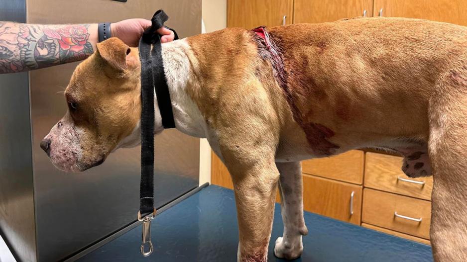 Three Large Dogs Attacked With a Machete in Homeless Camp. Three Large Dogs Attacked With a Machete in Homeless Camp.