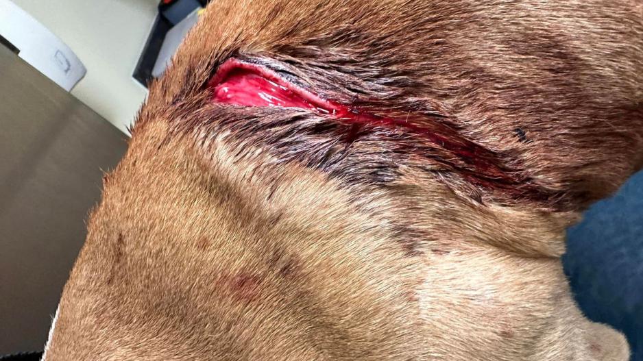 Three Large Dogs Attacked With a Machete in Homeless Camp. Three Large Dogs Attacked With a Machete in Homeless Camp.