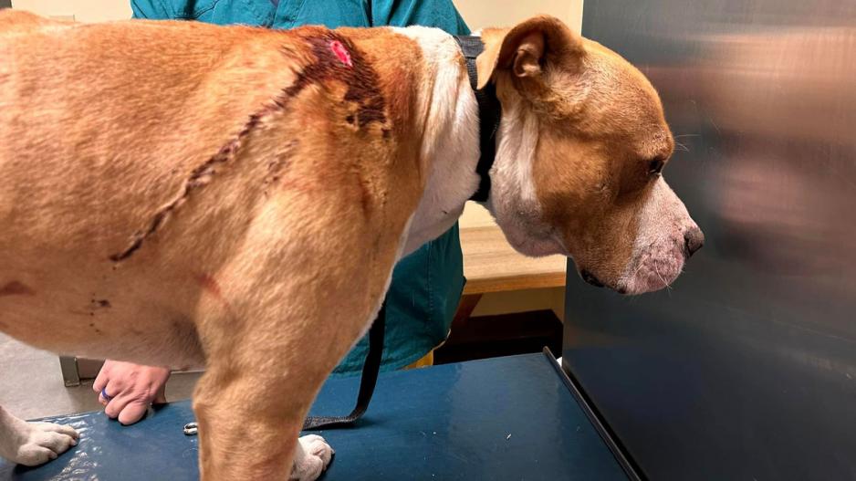 Three Large Dogs Attacked With a Machete in Homeless Camp. Three Large Dogs Attacked With a Machete in Homeless Camp.