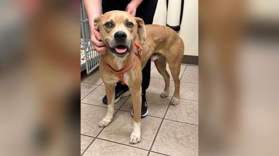 Three Large Dogs Attacked With a Machete in Homeless Camp. Three Large Dogs Attacked With a Machete in Homeless Camp.