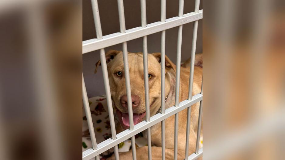 Three Large Dogs Attacked With a Machete in Homeless Camp. Three Large Dogs Attacked With a Machete in Homeless Camp.