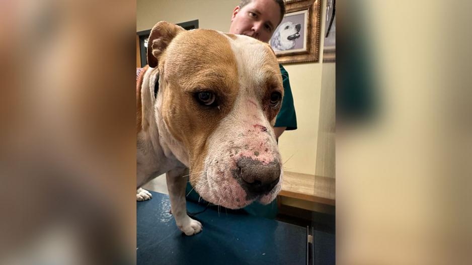 Three Large Dogs Attacked With a Machete in Homeless Camp. Three Large Dogs Attacked With a Machete in Homeless Camp.