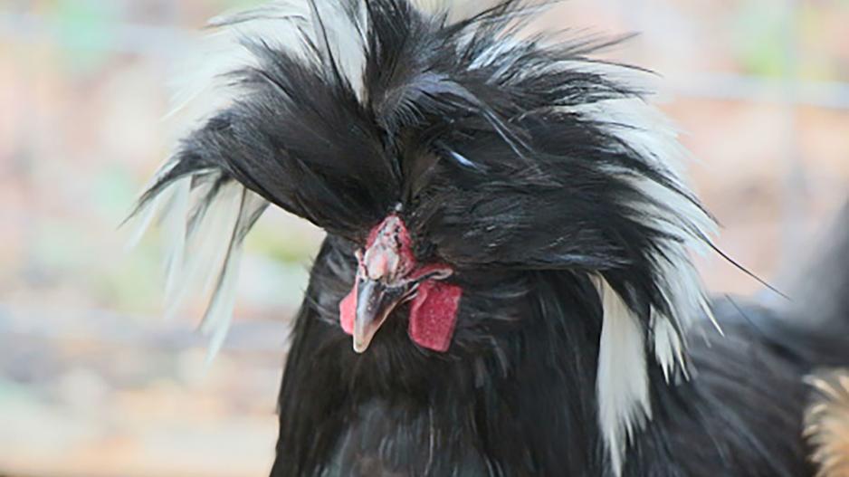 But most roosters are not quite as nefarious as Richard. But most roosters are not quite as nefarious as Richard.