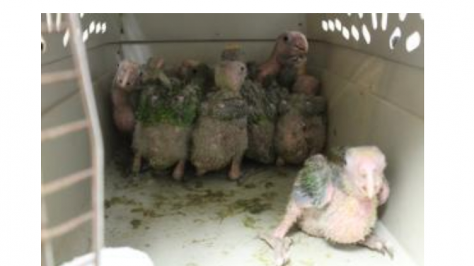 Baby Parrots Seized in Hidalgo (Courtesy/CBP) Baby Parrots Seized in Hidalgo (Courtesy/CBP)