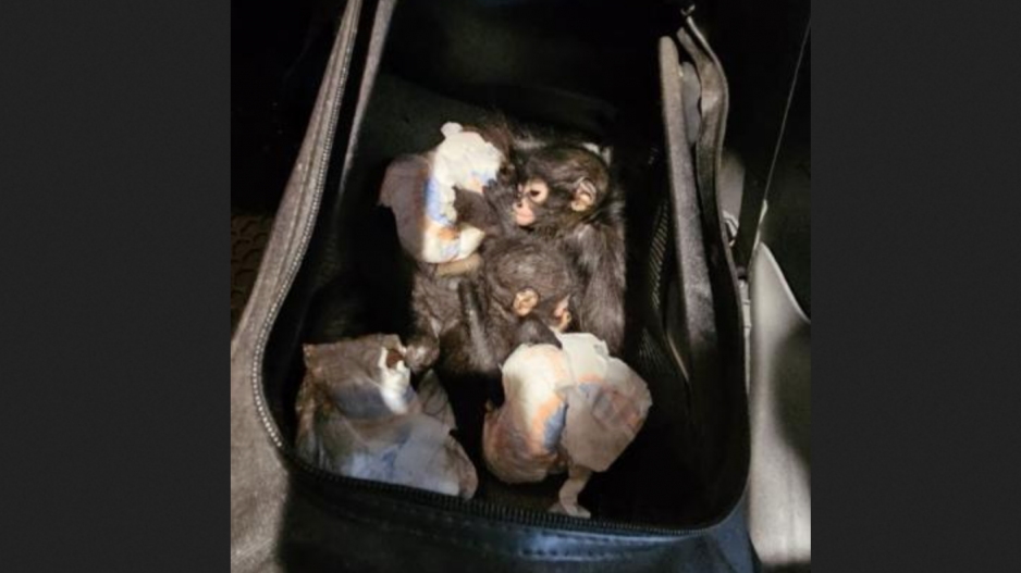 Smuggled Spider Monkeys (Courtesy/CBP) Smuggled Spider Monkeys (Courtesy/CBP)
