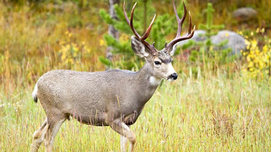 A Mule Deer A Mule Deer